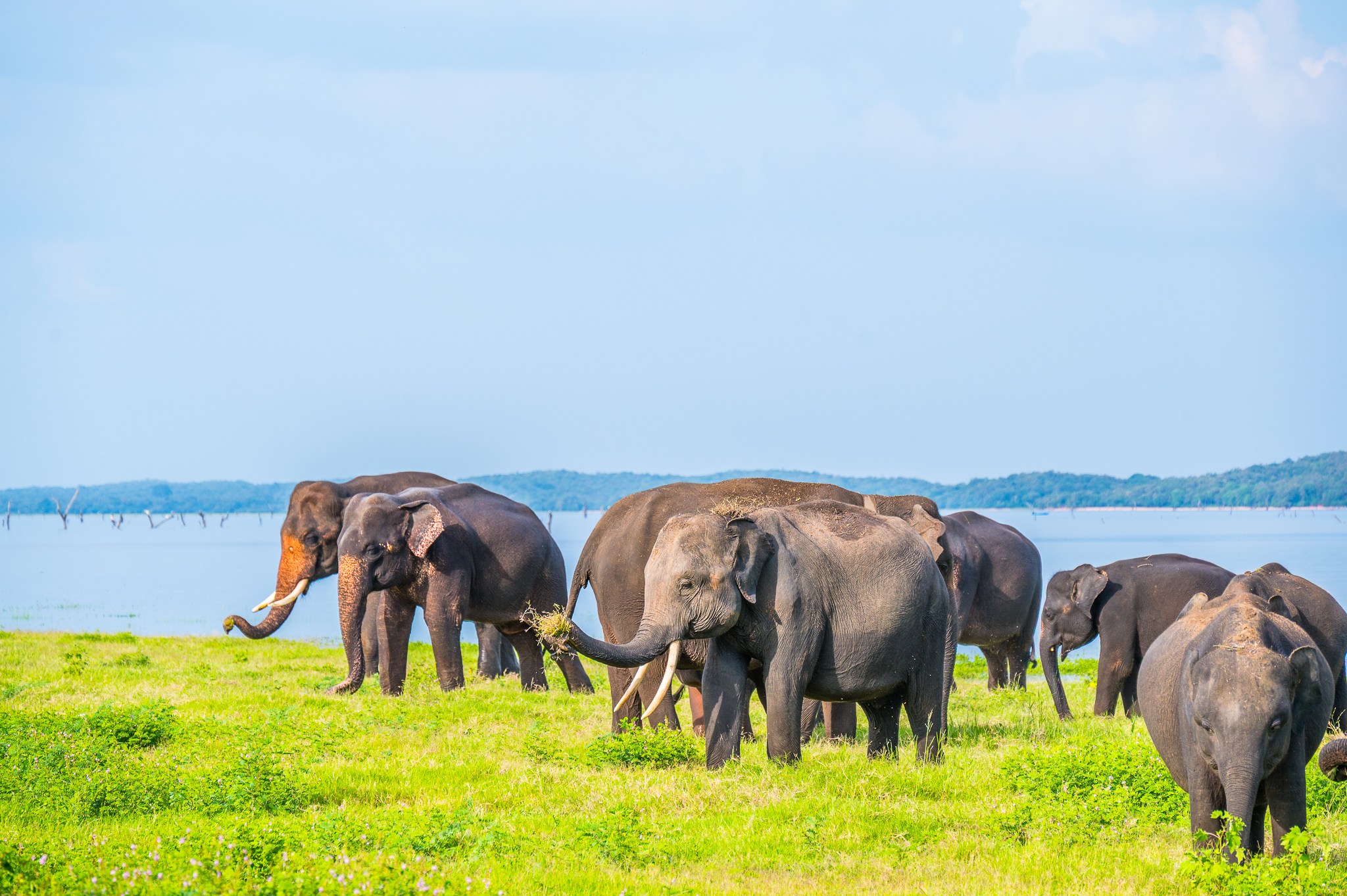 Elefantsafari i Kaudulla Wewe nationalpark