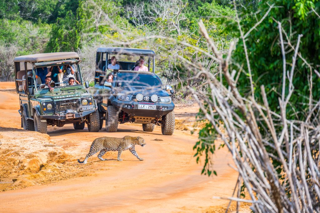 Safari i Yala nationalpark
