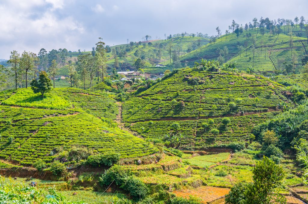 Bilfärd genom teplantagerna från Kandy till Nuwara Eliya